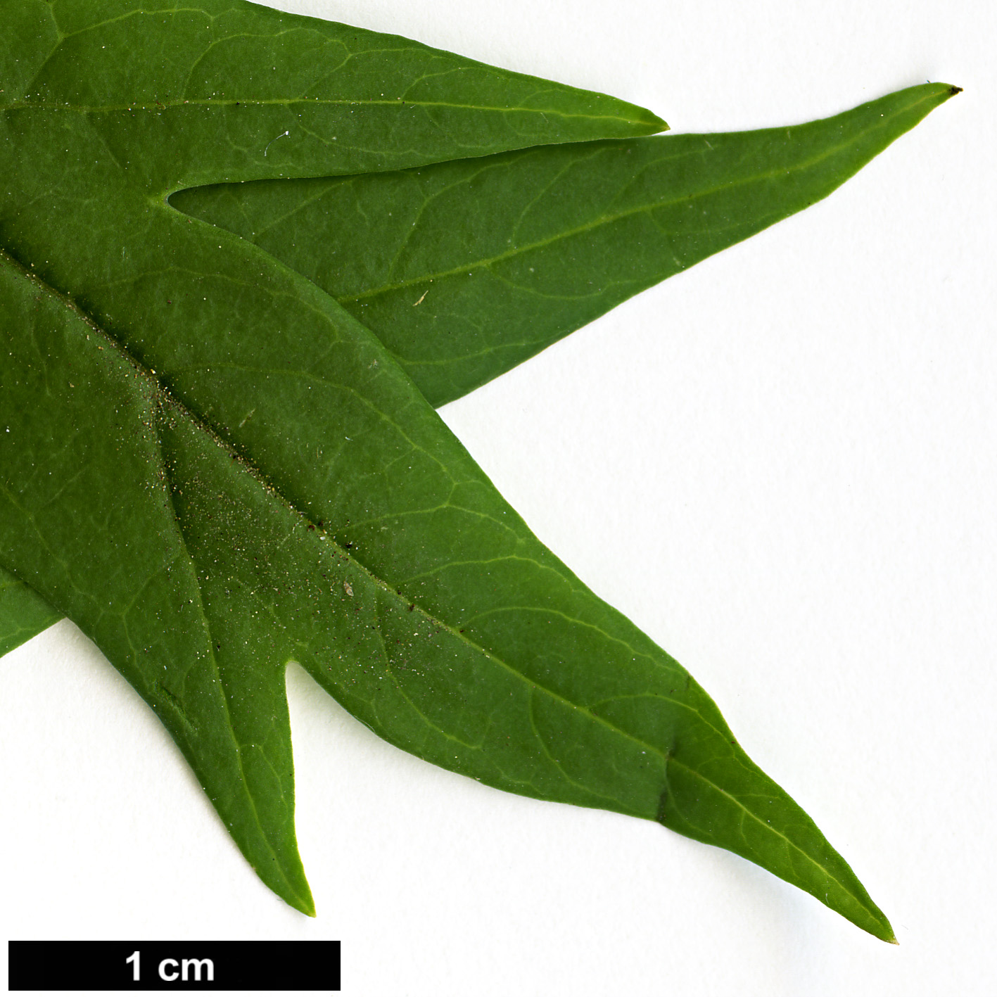 High resolution image: Family: Paeoniaceae - Genus: Paeonia - Taxon: delavayi - SpeciesSub: var. delavayi f. lutea High resolution image: Family: Paeoniaceae - Genus: Paeonia - Taxon: delavayi - SpeciesSub: var. delavayi f. lutea